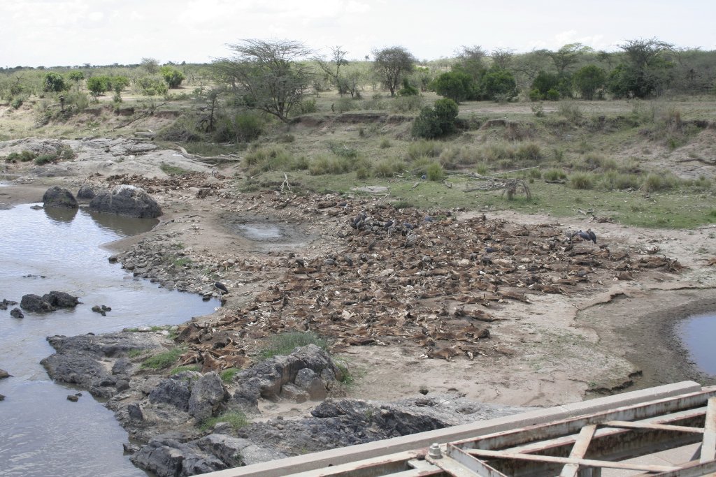 14-Corpses of wildebeests in the Mara River.jpg - Corpses of wildebeests in the Mara River